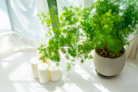 Plants placed by the window in the sunの写真素材