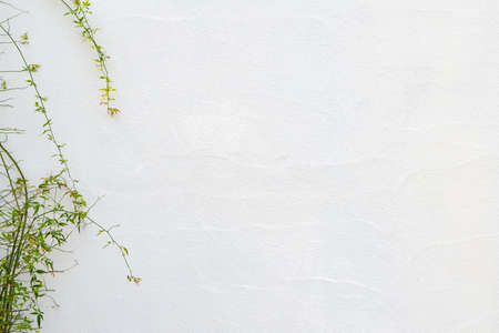 Veranda plants and white walls on fine day