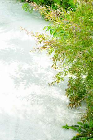 Fresh green and shadow on white backgroundの写真素材