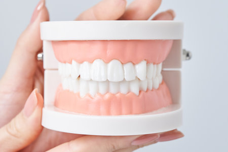 Hand of a woman holding a dental model and white background