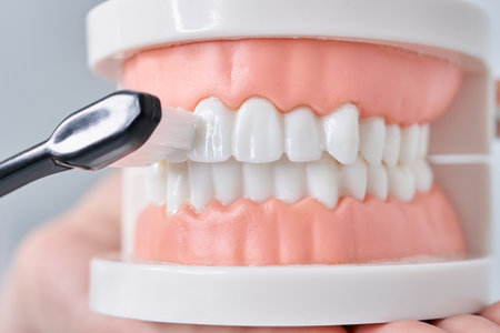 Brushing the tooth model with a toothbrush and white backgroundの写真素材