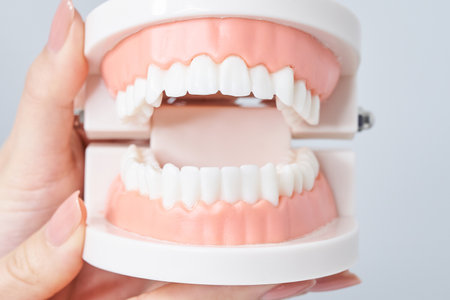 Hand of a woman holding a dental model and white backgroundの写真素材
