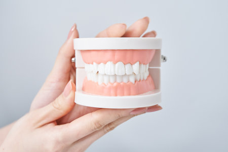 Hand of a woman holding a dental model and white backgroundの写真素材