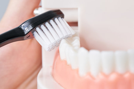 Brushing the tooth model with a toothbrush and white backgroundの写真素材