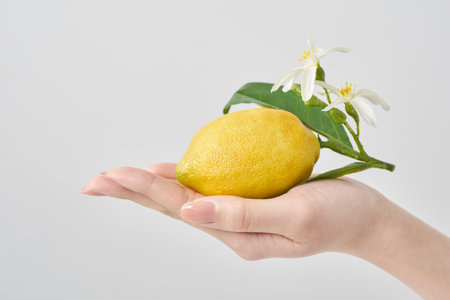 Lemon with leaves in the palm of your hand and white backgroundの写真素材
