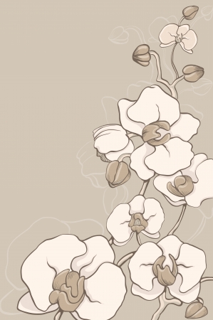 the white decorative orchids on grey backgroundのイラスト素材