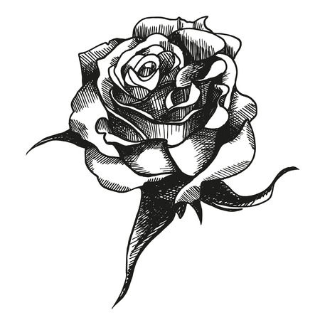 Sketch of rose by hand on an isolated backgroundのイラスト素材