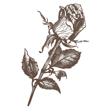 Sketch of rose by hand on an isolated backgroundのイラスト素材