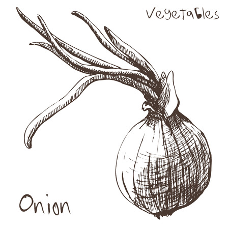 Sketch of onion by handのイラスト素材
