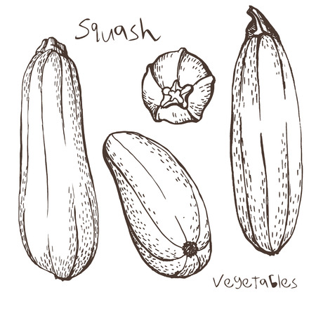 Sketch of squash by handのイラスト素材