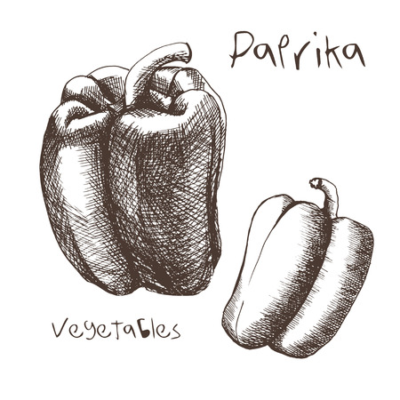 Sketch of paprika by handのイラスト素材