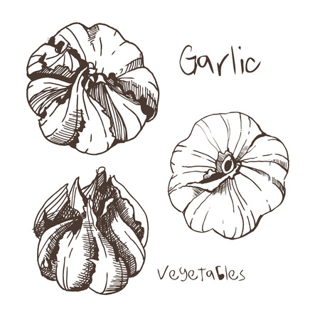 Sketch of garlic by handのイラスト素材