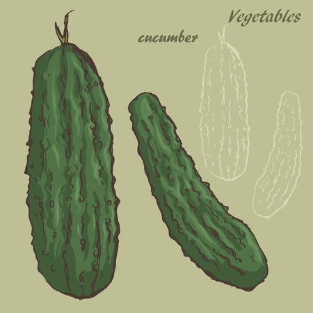 Sketch of cucumber by handのイラスト素材