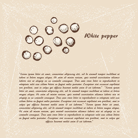 Vector sketch of white pepperのイラスト素材