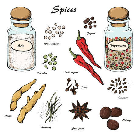 Vector spices sketchのイラスト素材
