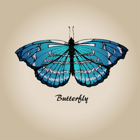 Butterfly vector. Insect sketch collection for designのイラスト素材