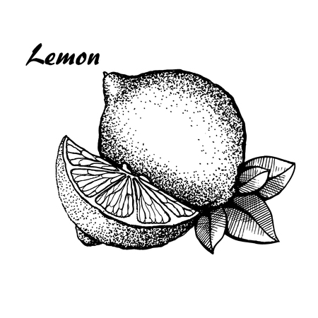Lemon, hand drawn lemon with leavesのイラスト素材