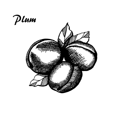 Plum, hand drawn plum with leavesのイラスト素材