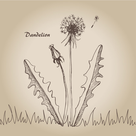 Vector sketch illustration dandelions on vintage background.のイラスト素材