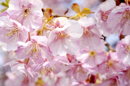 Cherry treeの写真素材