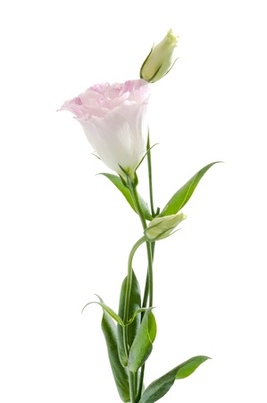 Bellflowerの写真素材
