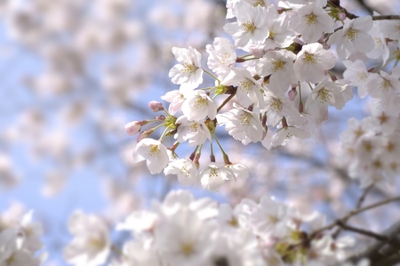 Cherry treeの写真素材