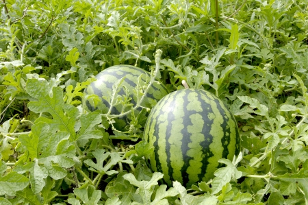 Watermelonの写真素材