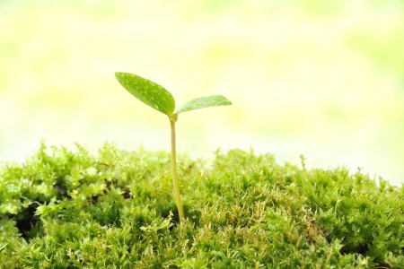 Sproutの写真素材