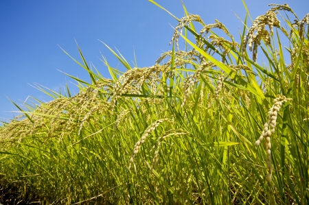 Ear of riceの写真素材