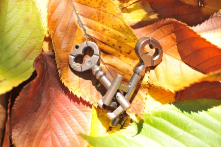 Puzzle ringの写真素材