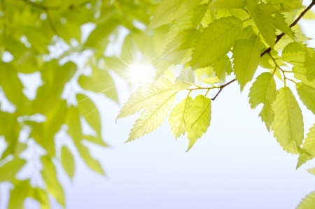 Fresh greenの写真素材