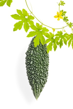 Bitter gourdの写真素材