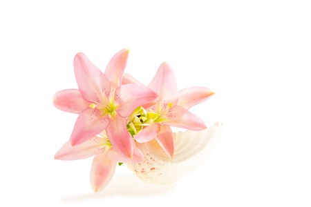 Lily and shellfishの写真素材
