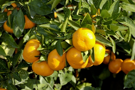 Mandarin orangeの写真素材