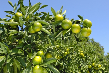 Mandarin orangeの写真素材