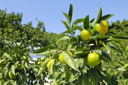 Mandarin orangeの写真素材