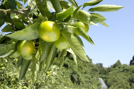 Mandarin orangeの写真素材