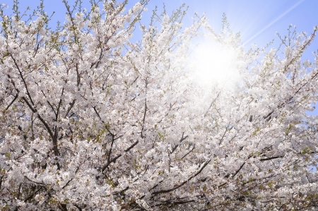 Cherry blossomsの写真素材