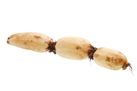 Lotus rootの写真素材