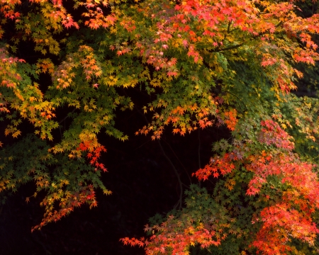 Autumn leavesの写真素材