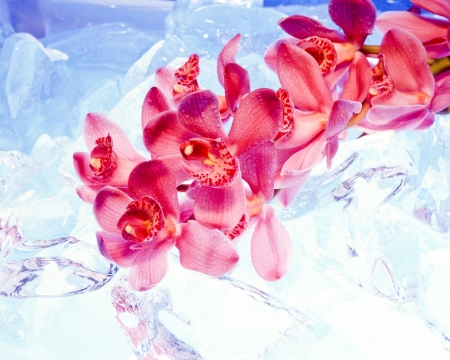 Orchidの写真素材