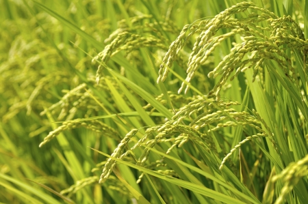Ear of riceの写真素材