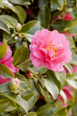 Camellia petals  Sasanqua の写真素材