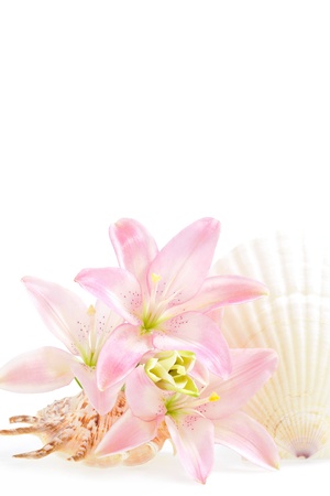 Lily on whiteの写真素材