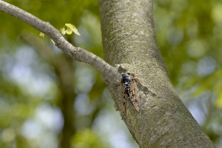 Cicada shade of a treeの写真素材