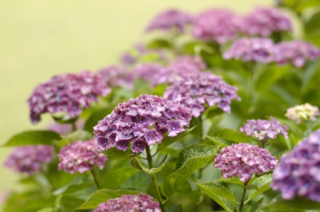 Hydrangeaの写真素材