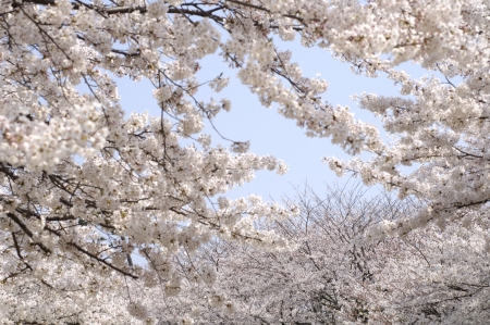 Cherry blossomsの写真素材