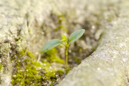 Green seedling of new lifeの写真素材
