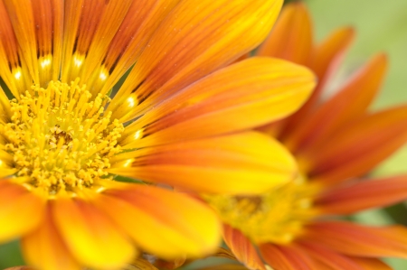 Petalの写真素材