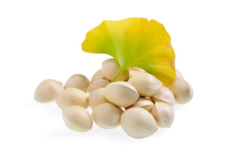 Ginkgoの写真素材
